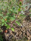 Scutellaria supina