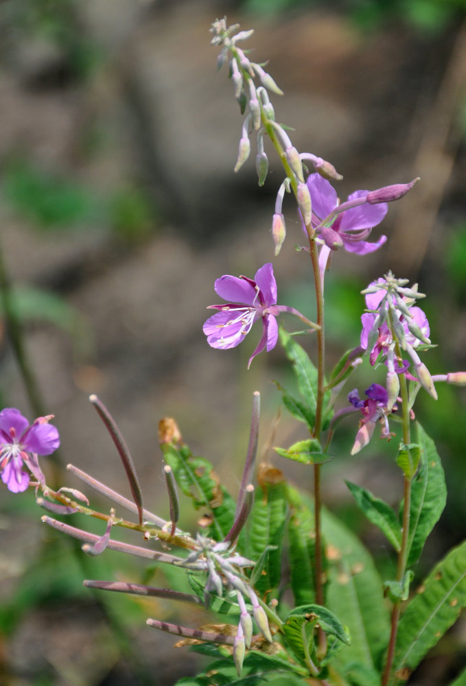 Image of Chamaenerion angustifolium specimen.