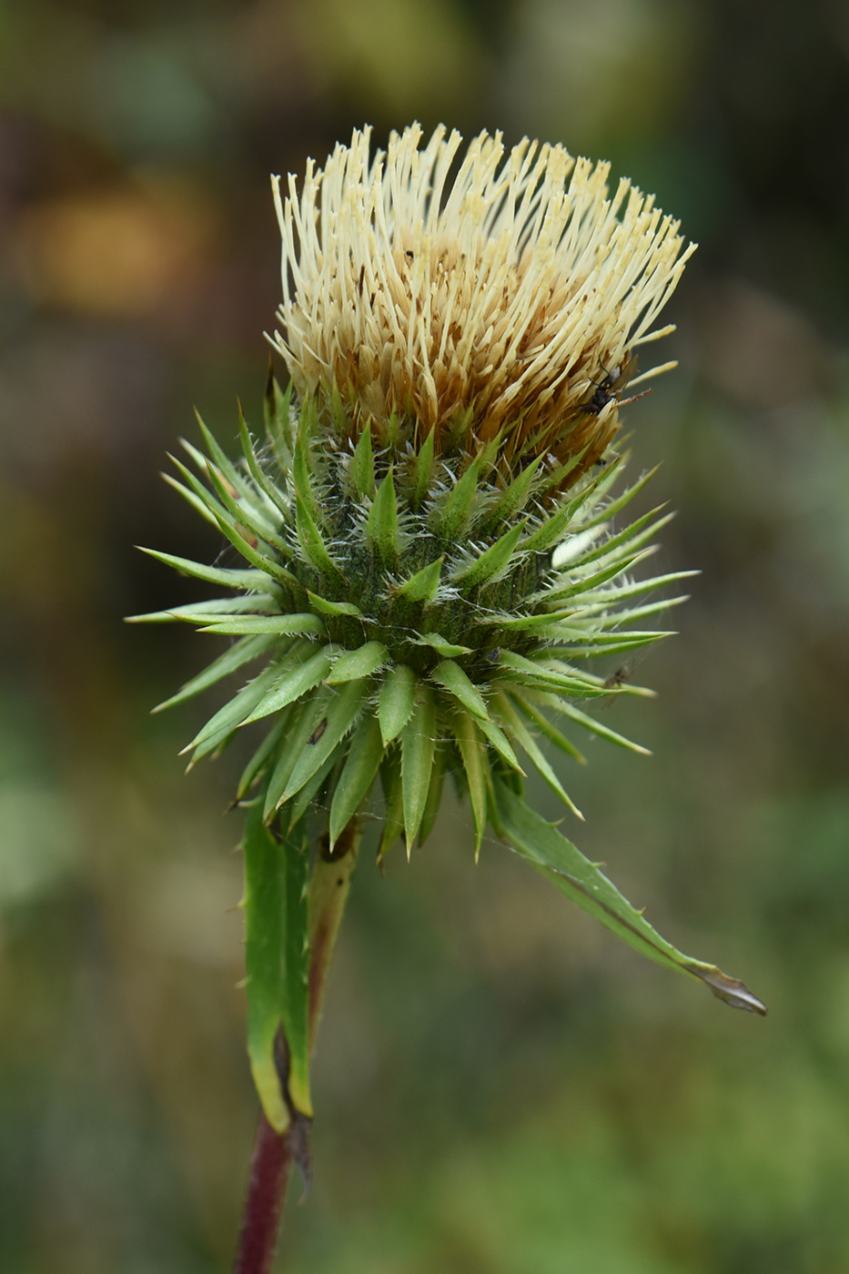 Image of Alfredia acantholepis specimen.