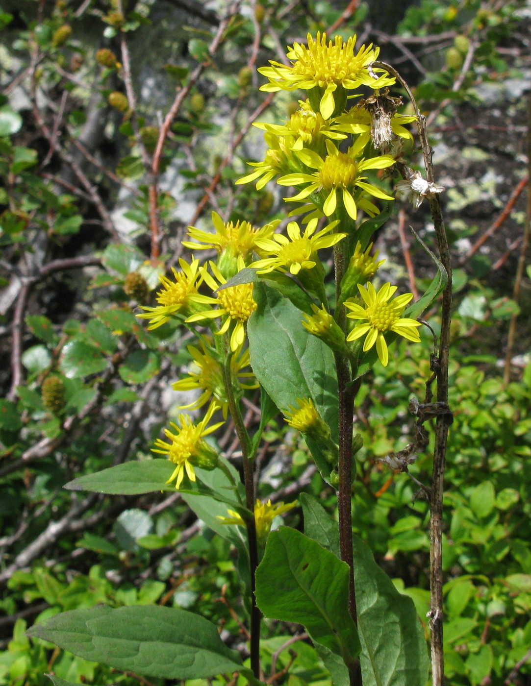 Изображение особи Solidago virgaurea ssp. dahurica.