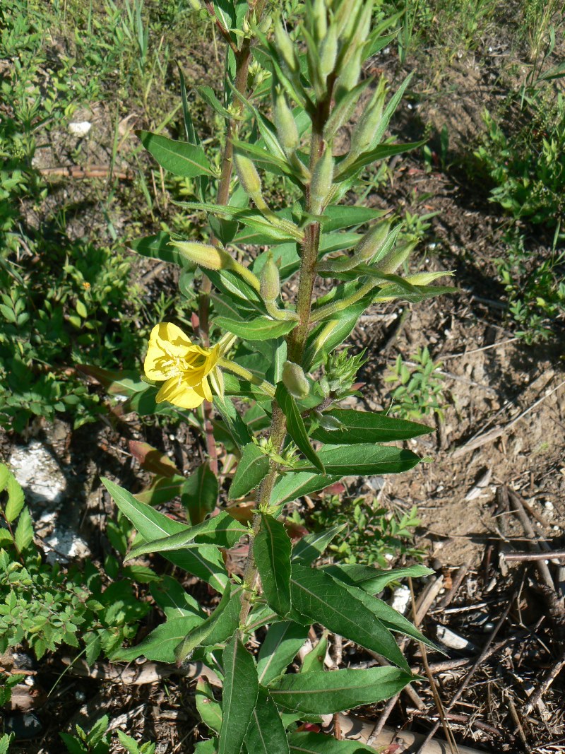 Изображение особи род Oenothera.