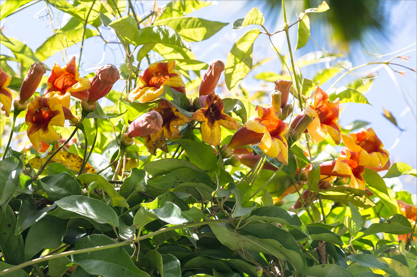 Image of Bignonia capreolata specimen.