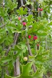 Cissus cactiformis