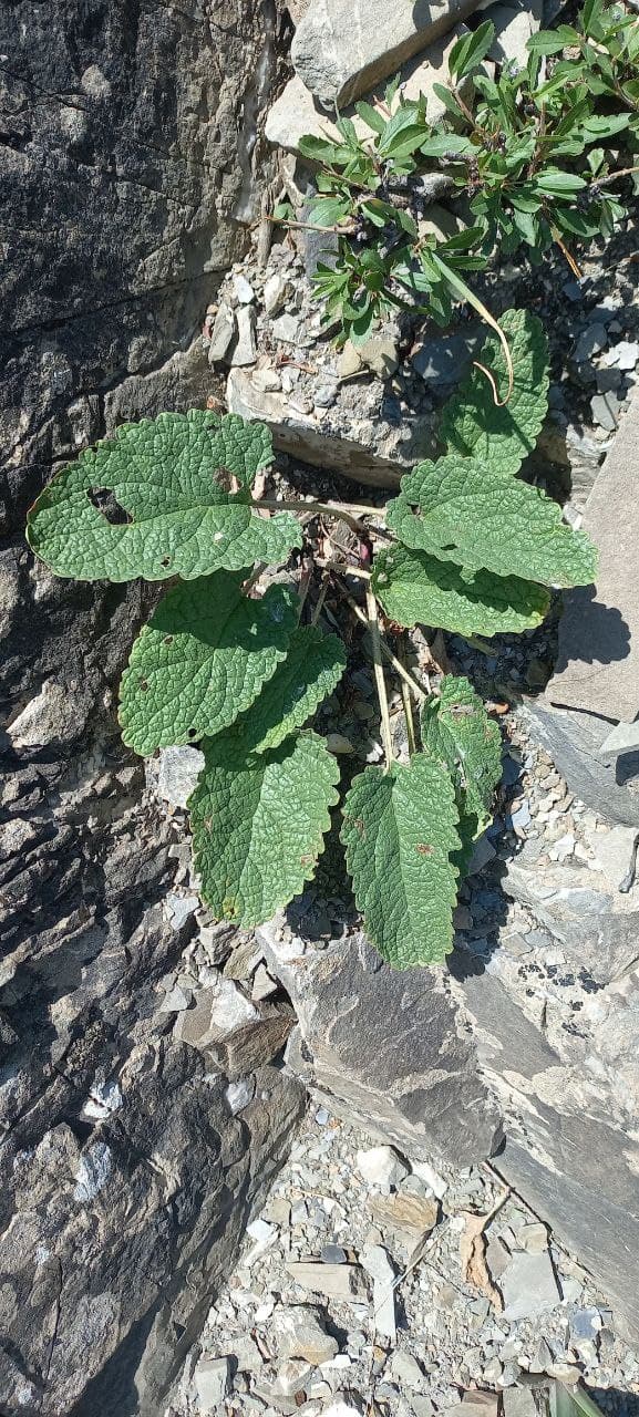 Image of Phlomoides kurpsaica specimen.