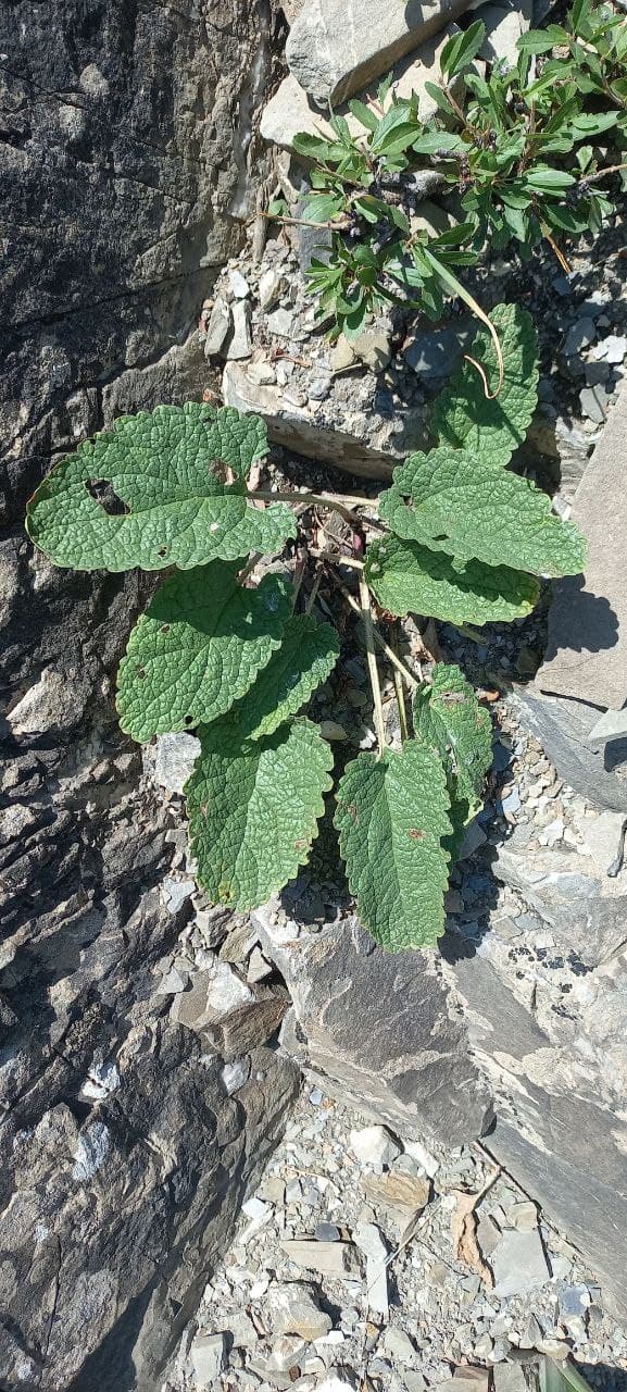 Изображение особи Phlomoides kurpsaica.