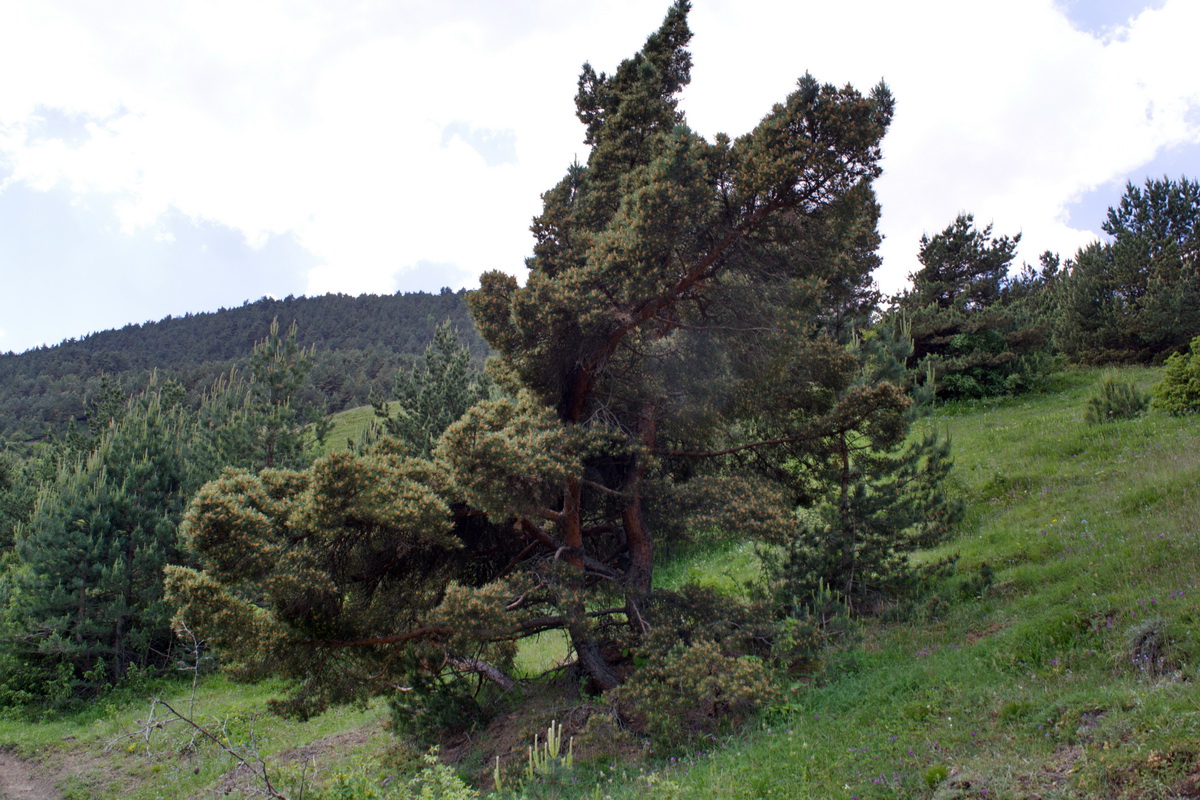 Image of Pinus sylvestris ssp. hamata specimen.