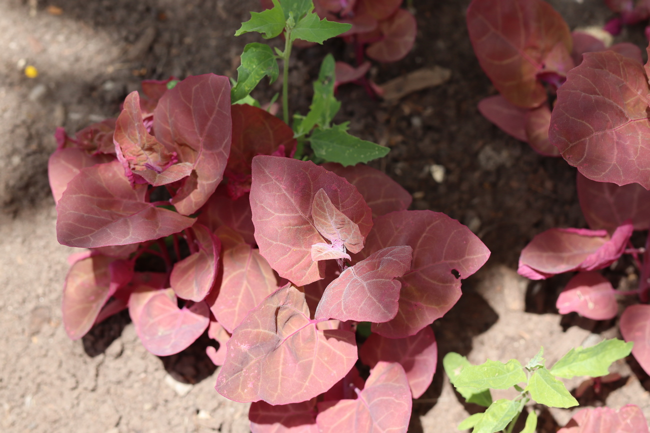 Изображение особи Atriplex hortensis.