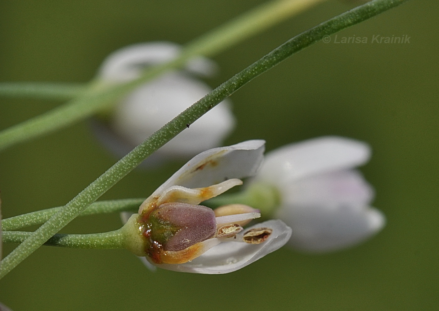 Изображение особи Allium ramosum.