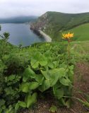 Ligularia calthifolia. Цветущее растение. Приморский край, Ольгинский р-н, окр. пос. Тимофеевка, мыс Четырёх Скал, на бровке приморского обрыва. 11.07.2022.