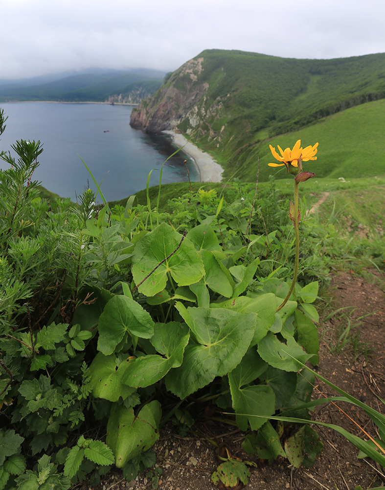 Изображение особи Ligularia calthifolia.