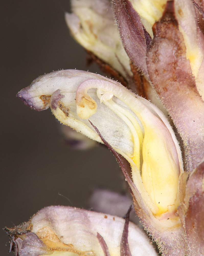 Image of Orobanche cumana specimen.