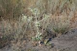 Eryngium campestre