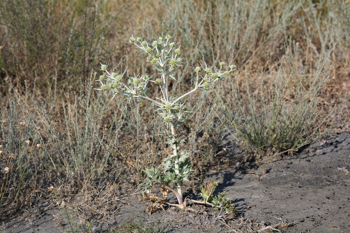 Изображение особи Eryngium campestre.