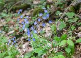 Omphalodes cappadocica