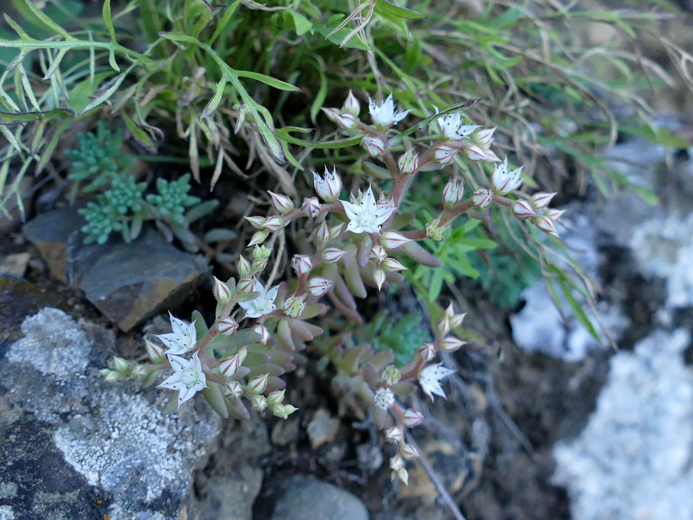 Изображение особи Sedum pallidum.