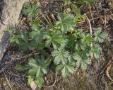 Potentilla intermedia