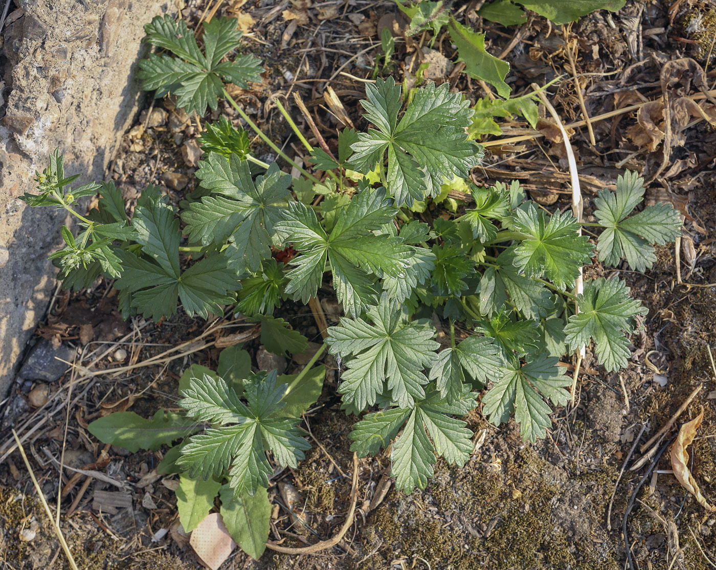 Image of Potentilla intermedia specimen.