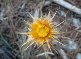 Carlina corymbosa