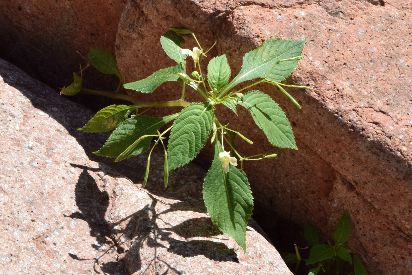 Image of Impatiens parviflora specimen.