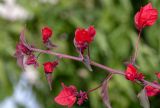 genus Bougainvillea