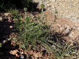 Echinops tschimganicus. Зацветающее растение на глинисто-щебнистой осыпи. Казахстан, Туркестанская обл., Толебийский р-н, Сайрам-Угамский национальный парк; Угамский хр., дол. р. Сайрам-Су, ≈ 2050 м н.у.м. 04.07.2019.