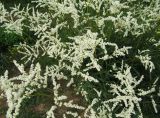 Aconogonon alpinum