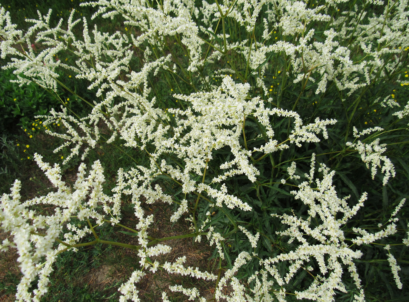 Image of Aconogonon alpinum specimen.