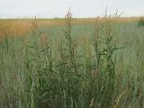 Atriplex patens