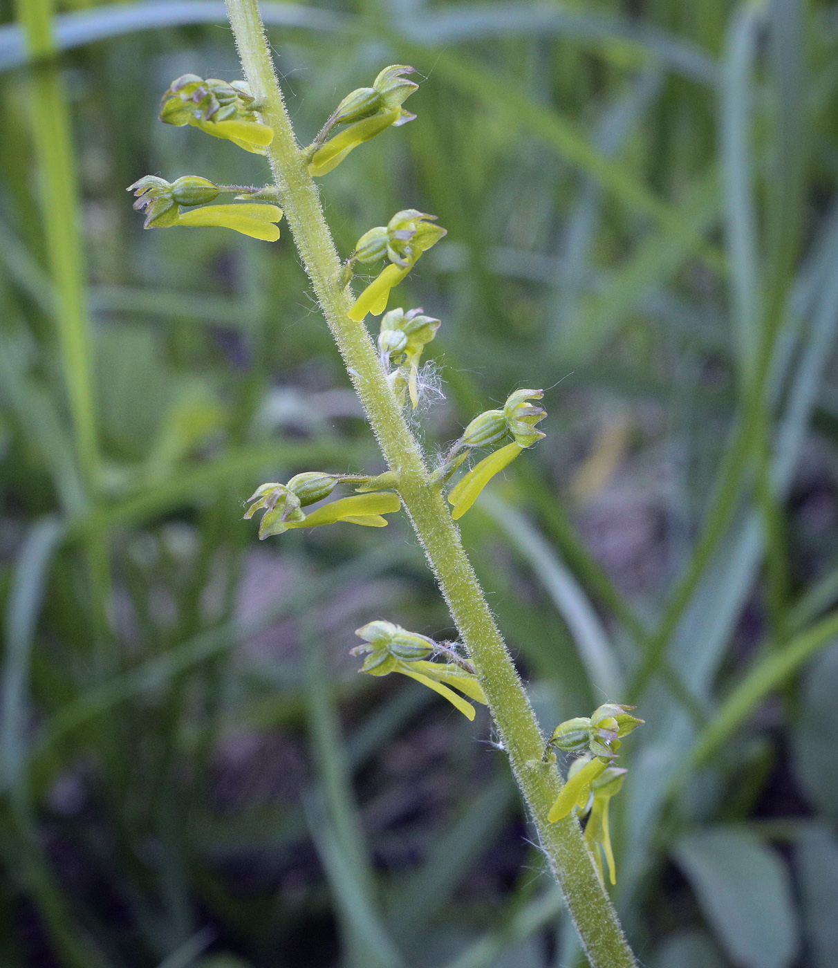 Изображение особи Listera ovata.