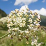 Heracleum ponticum. Соцветие. Карачаево-Черкесия, Урупский р-н, Кавказский биосферный заповедник, Имеретинское ущелье, ≈ 1900 м н.у.м., субальпийский луг. 30.07.2022.