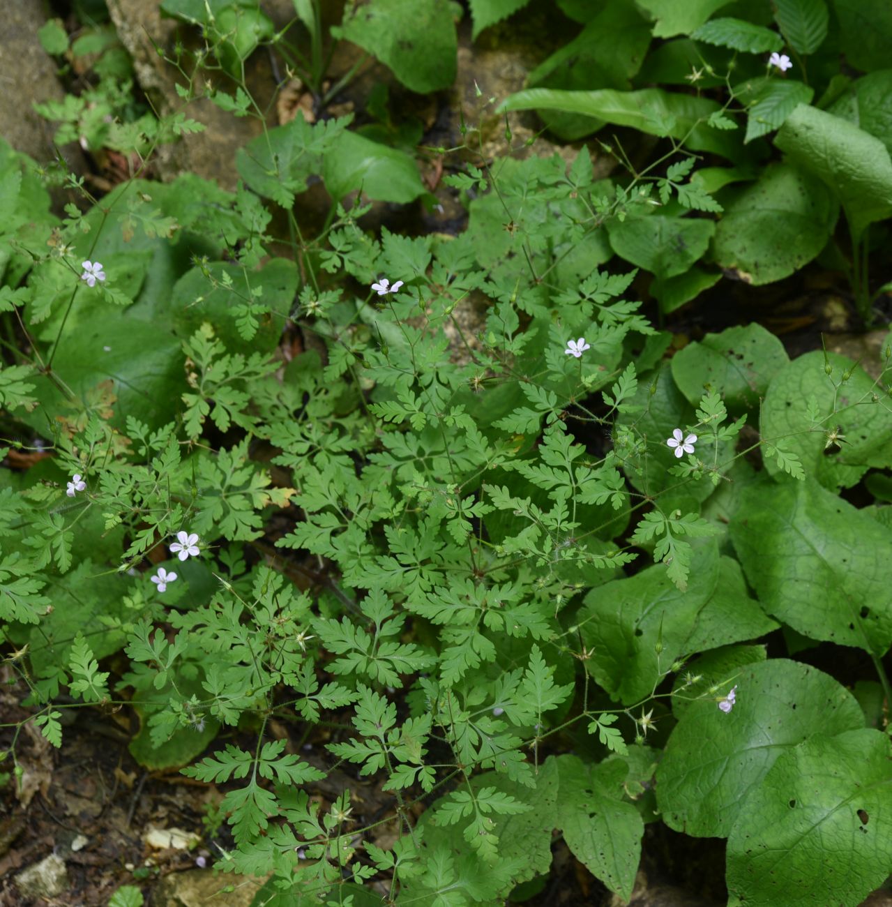 Изображение особи Geranium robertianum.