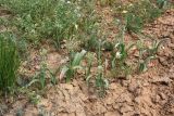 Allium caspium