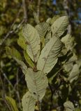 Salix aurita. Верхушка побега с листьями (вид на абаксиальную поверхность). Калужская обл., Спас-Деменский р-н, Большое Игнатовское болото, край северо-западного сектора, пограничная полоса из ивняка между болотом и лесом. 09.09.2022.