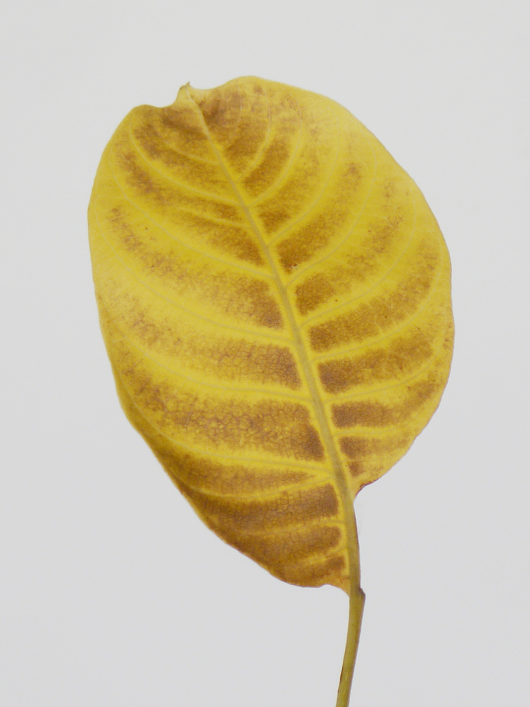 Image of Juglans regia specimen.