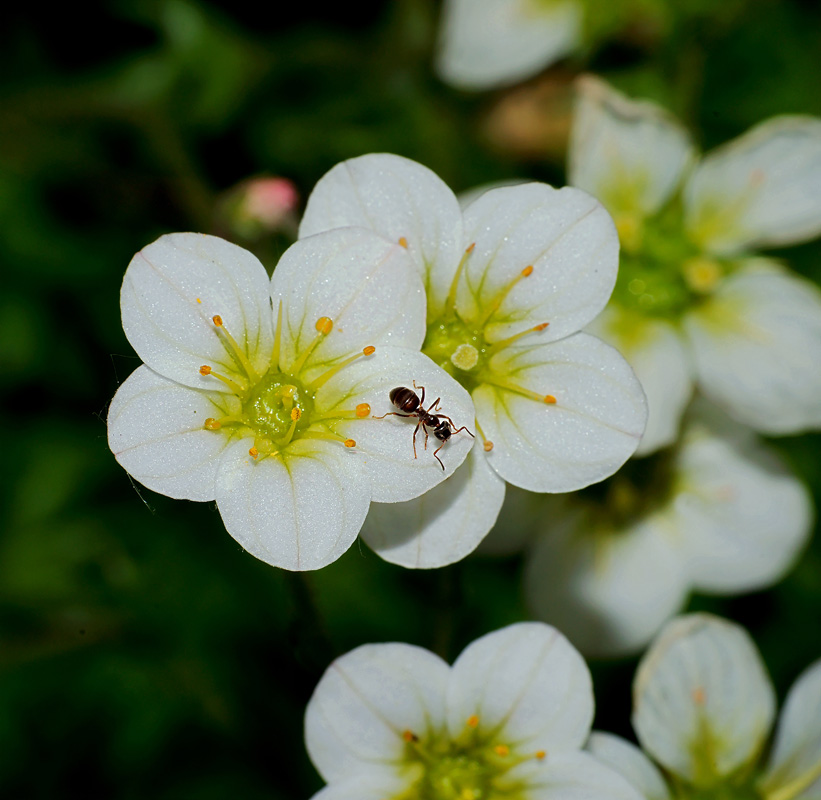 Изображение особи Saxifraga &times; arendsii.