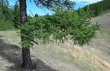 Larix sibirica