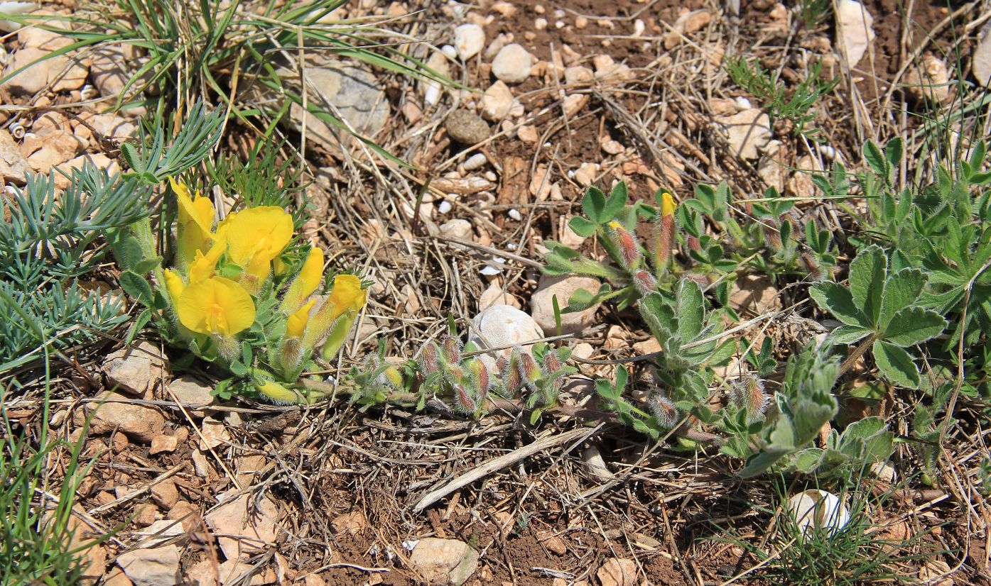 Image of Chamaecytisus polytrichus specimen.