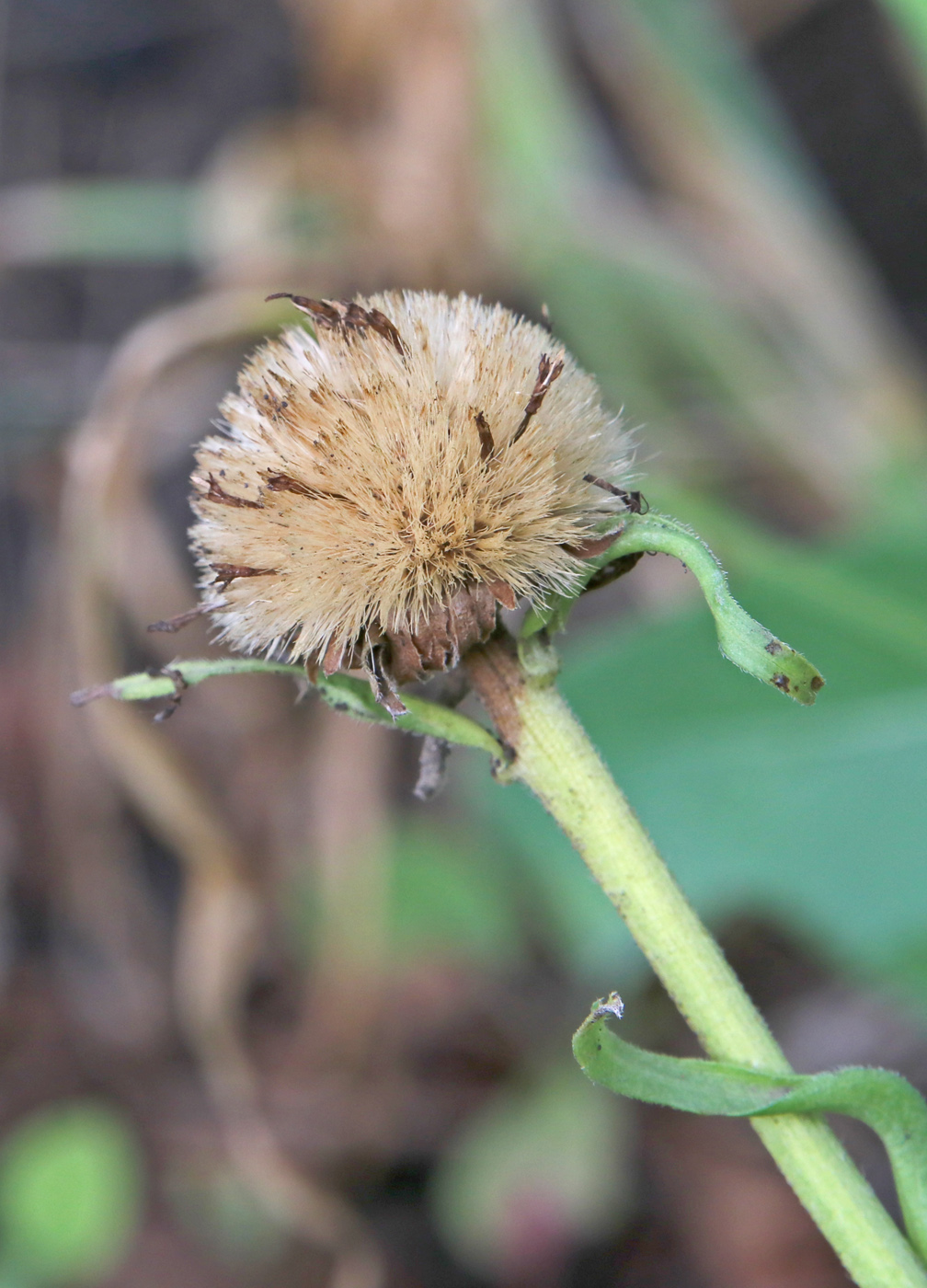 Изображение особи Aster alpinus.