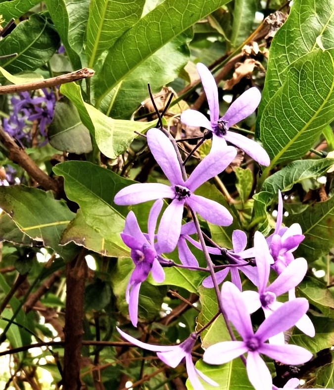 Изображение особи Petrea volubilis.