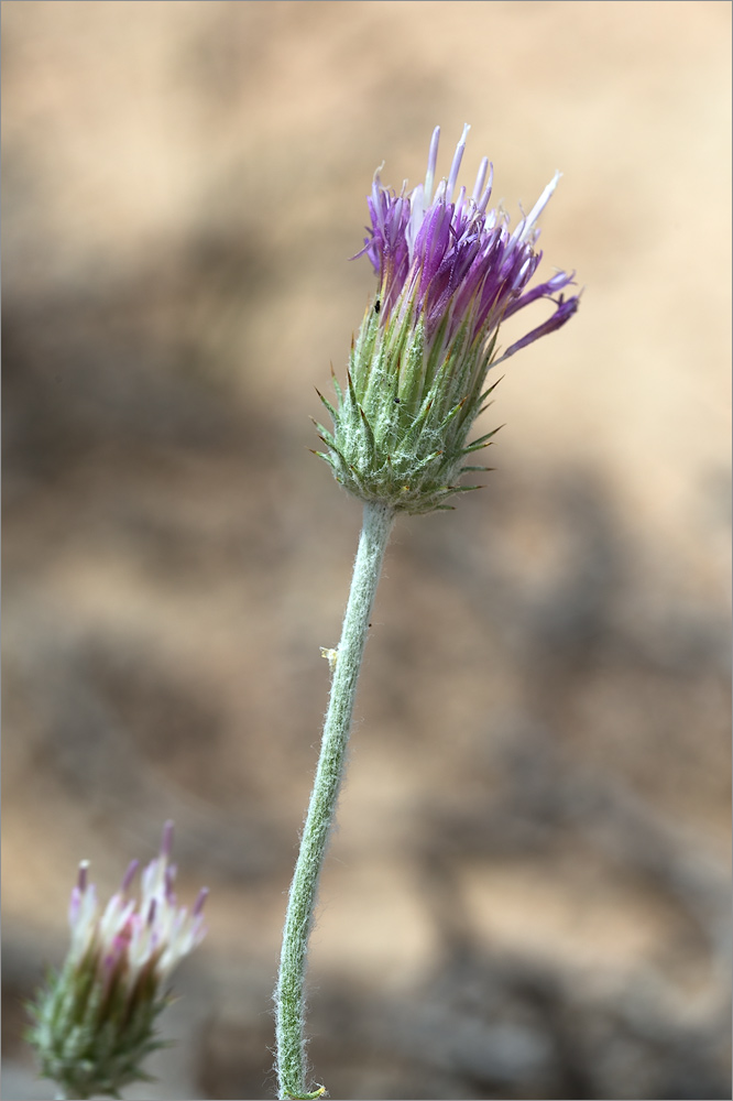 Image of Jurinea multiloba specimen.