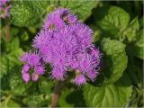 Ageratum houstonianum