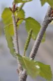 Betula × zabelii