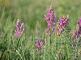 Astragalus varius