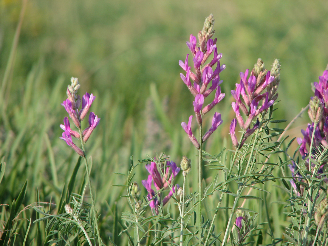 Изображение особи Astragalus varius.