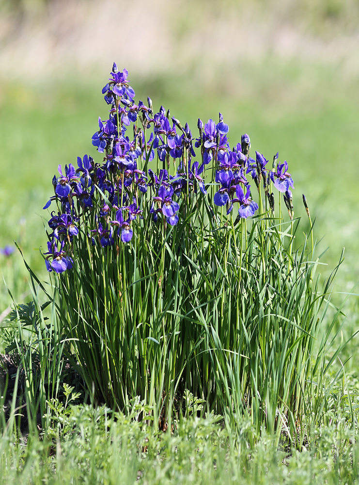 Image of Iris sanguinea specimen.