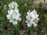 Oxytropis recognita