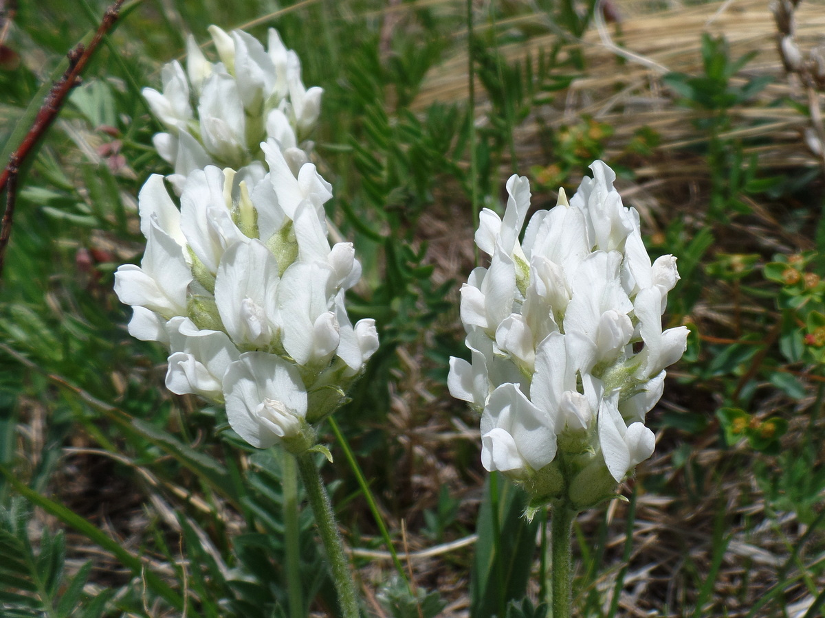 Image of Oxytropis recognita specimen.
