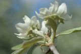 Pyrus salicifolia. Часть соцветия. Санкт-Петербург, Фрунзенский р-н, парк \"Яблоневый сад\", в культуре. 14.05.2023.