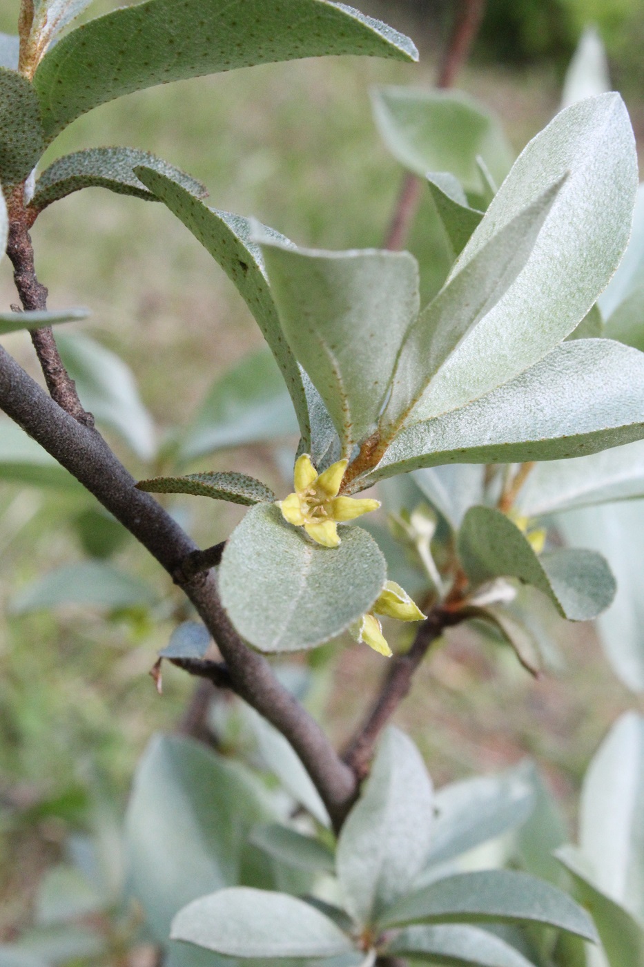 Изображение особи Elaeagnus commutata.