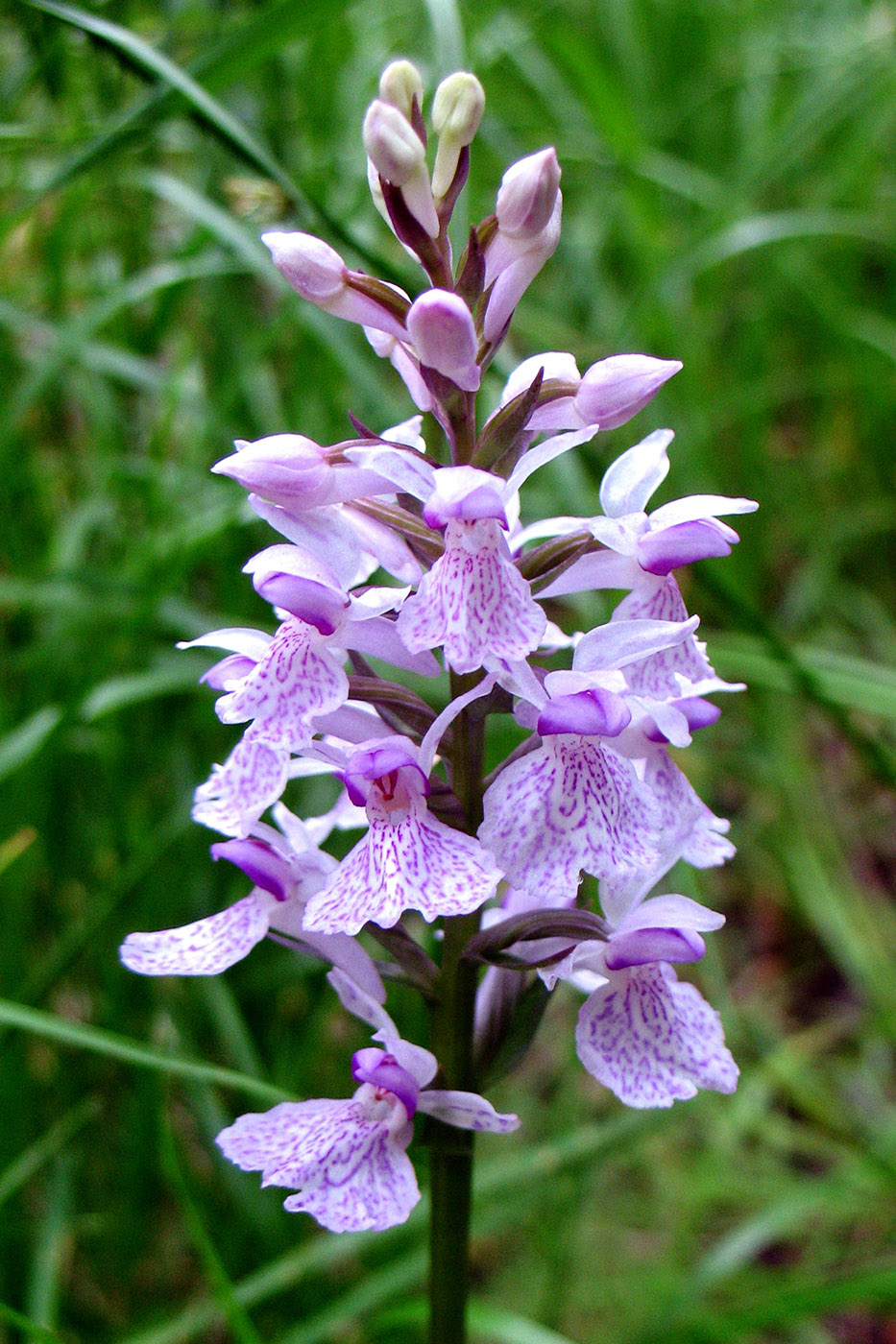 Image of Dactylorhiza maculata specimen.